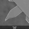 SEM image of OPUS 55AC AFM cantilever and AFM tip